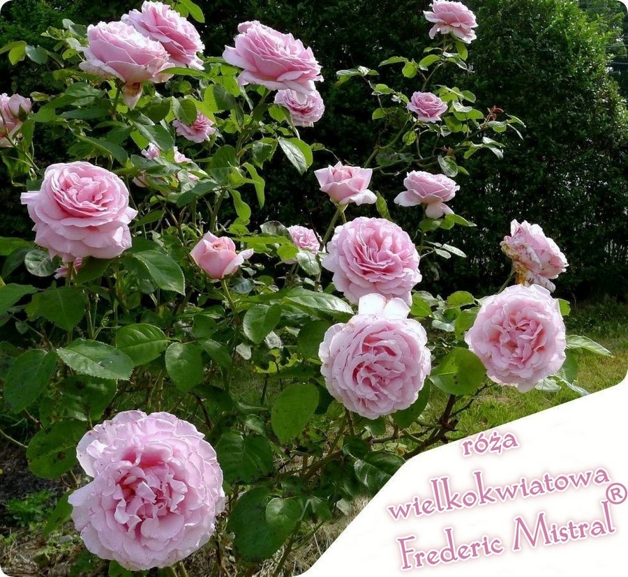 Frederic Mistral róże wielkokwiatowe